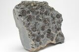 Ammonite (Promicroceras) Cluster - Marston Magna, England #207733-1